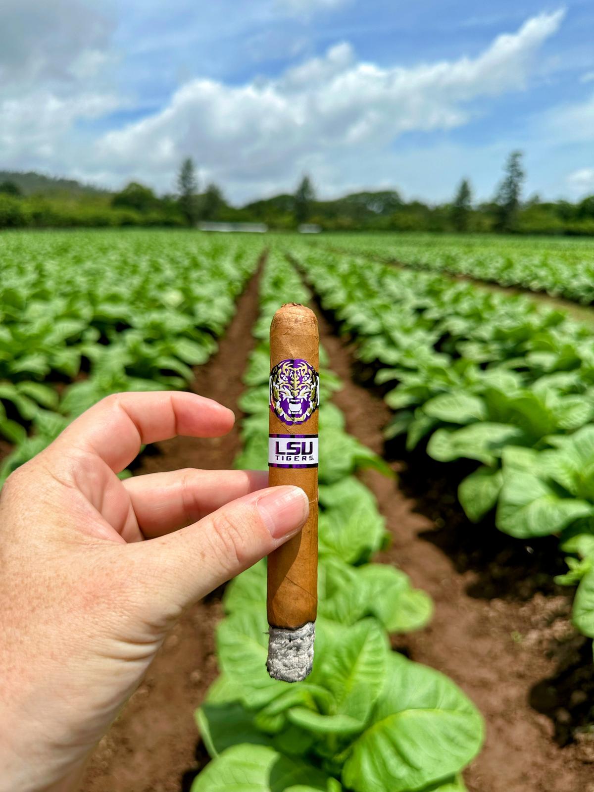 boadicea the victorious tobacco sapphire Boadicea The Victorious Tobacco Sapphire
