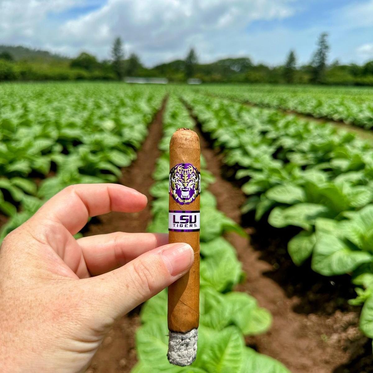 brothers tobacco in Arms Bocock Brothers Premium Cigars &